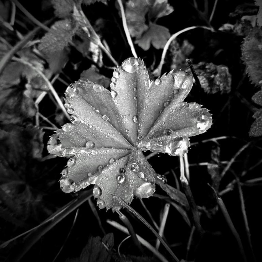 kleeblatt-schwarz-weiss-tau-tropfen-naturheilkunde